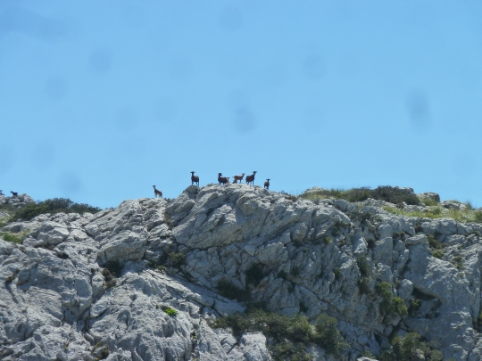 http://www.fordpflanzen.de/bilder/rolf/2013-Pollensa/Pollensa 2013 64.JPG